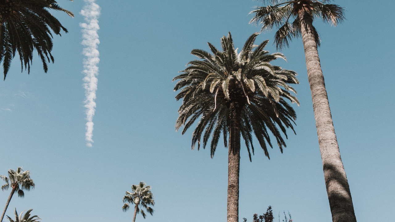 Family Fun Run with palm trees against a blue sky.