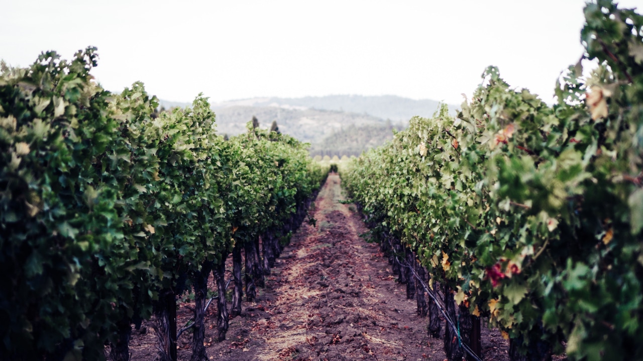 A line of rows of grapes in a vineyard.