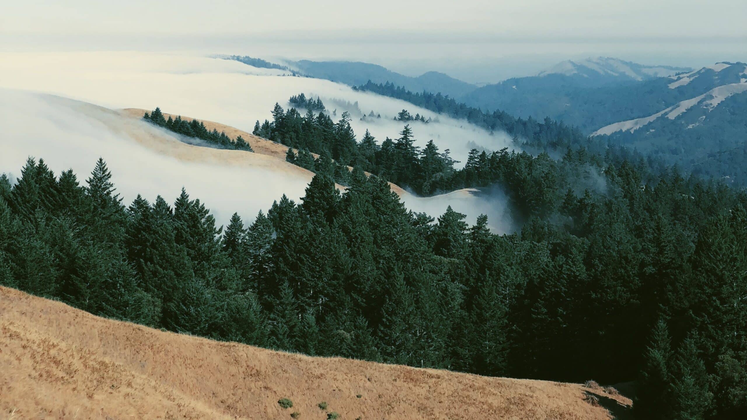 Iconic Trail Race: A fog-covered mountain adds an additional layer of challenge and excitement to the iconic Dispea Trail Race.