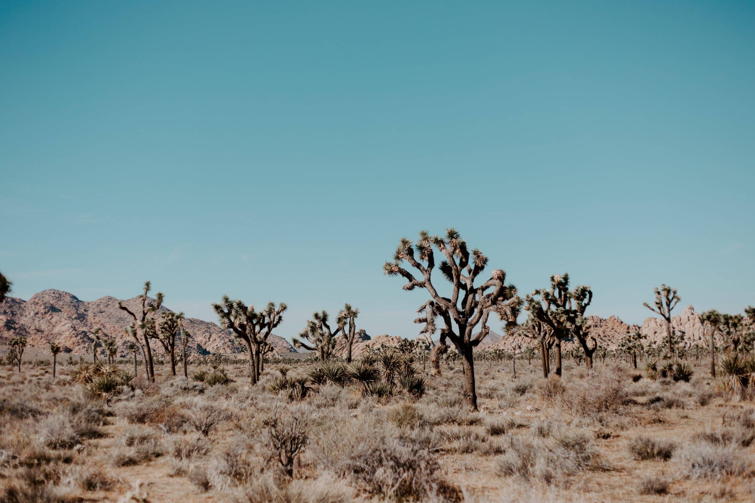 Joshua trees in joshua tree national park.