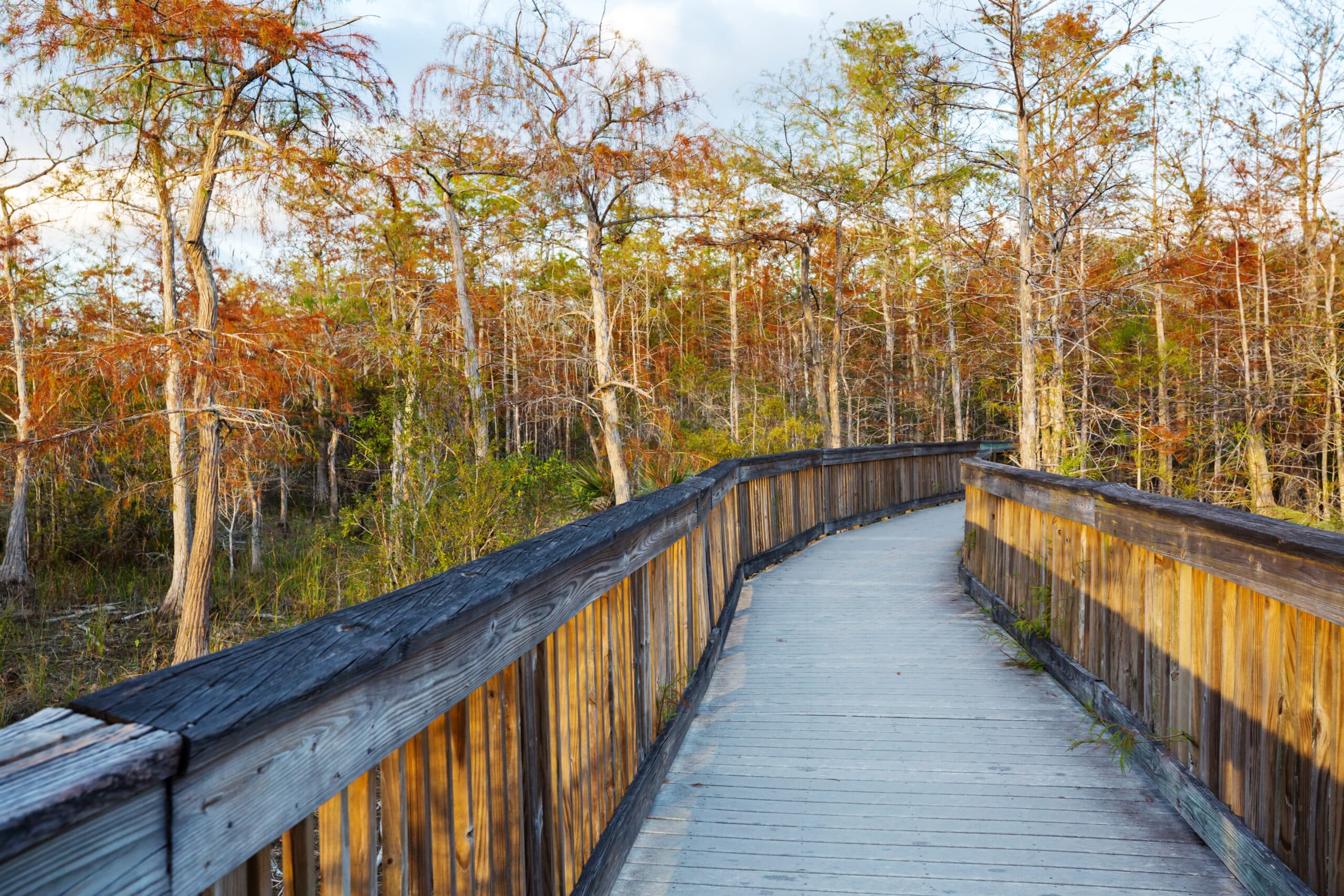 A wooden walkway through a wooded area.