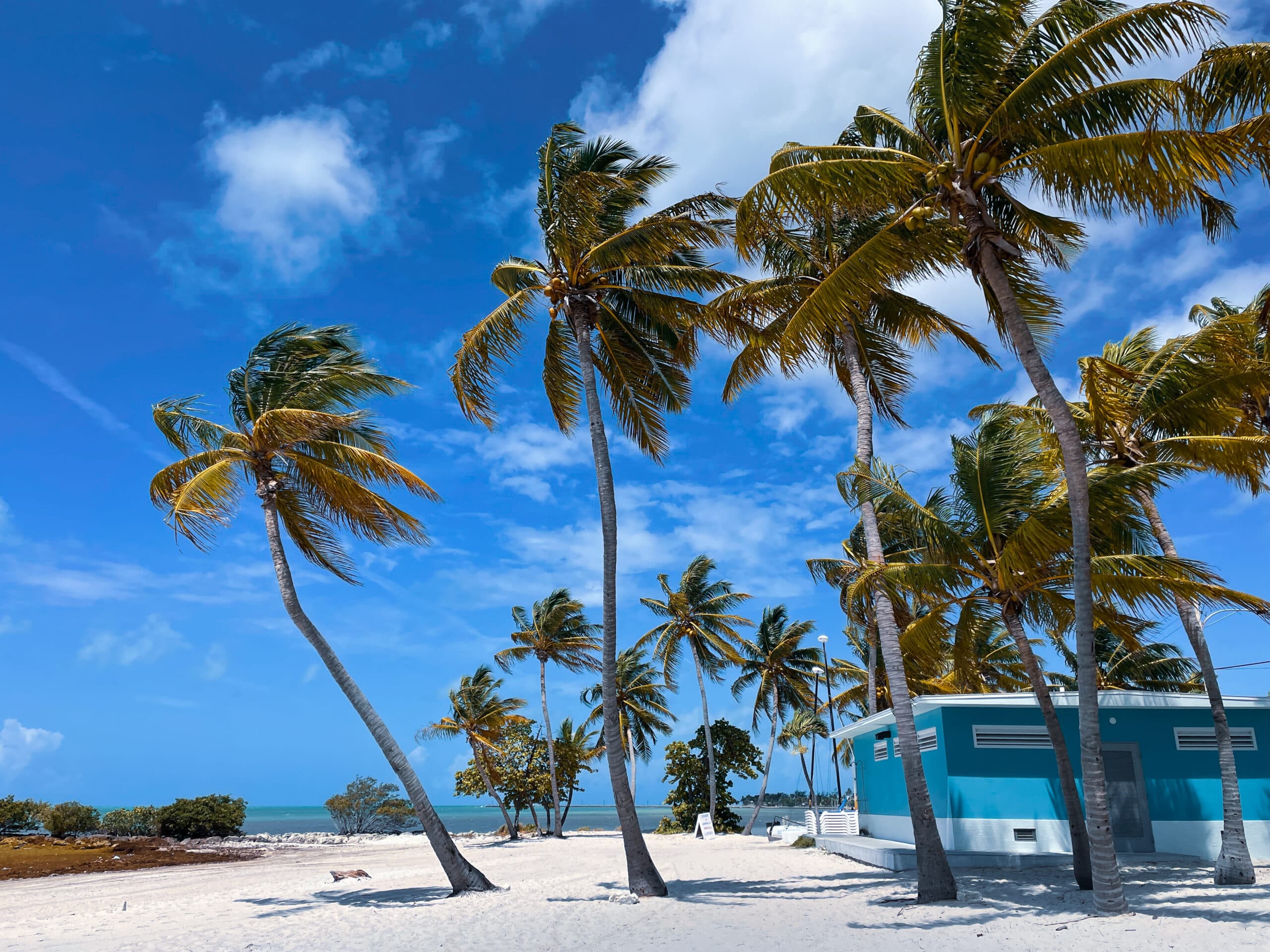 A beach with palm trees and a blue house.