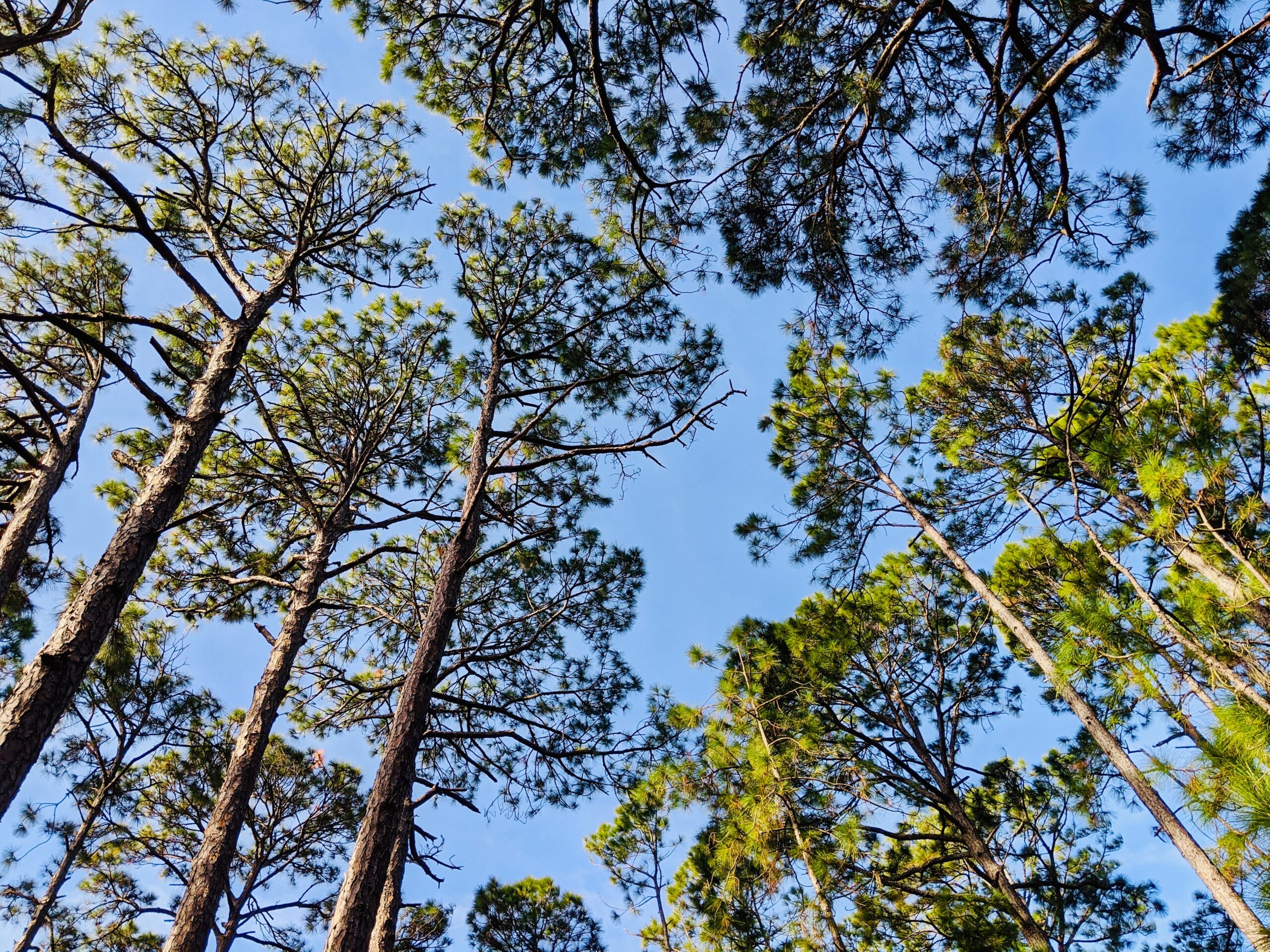 A view of tall pine trees with a blue sky in the background.