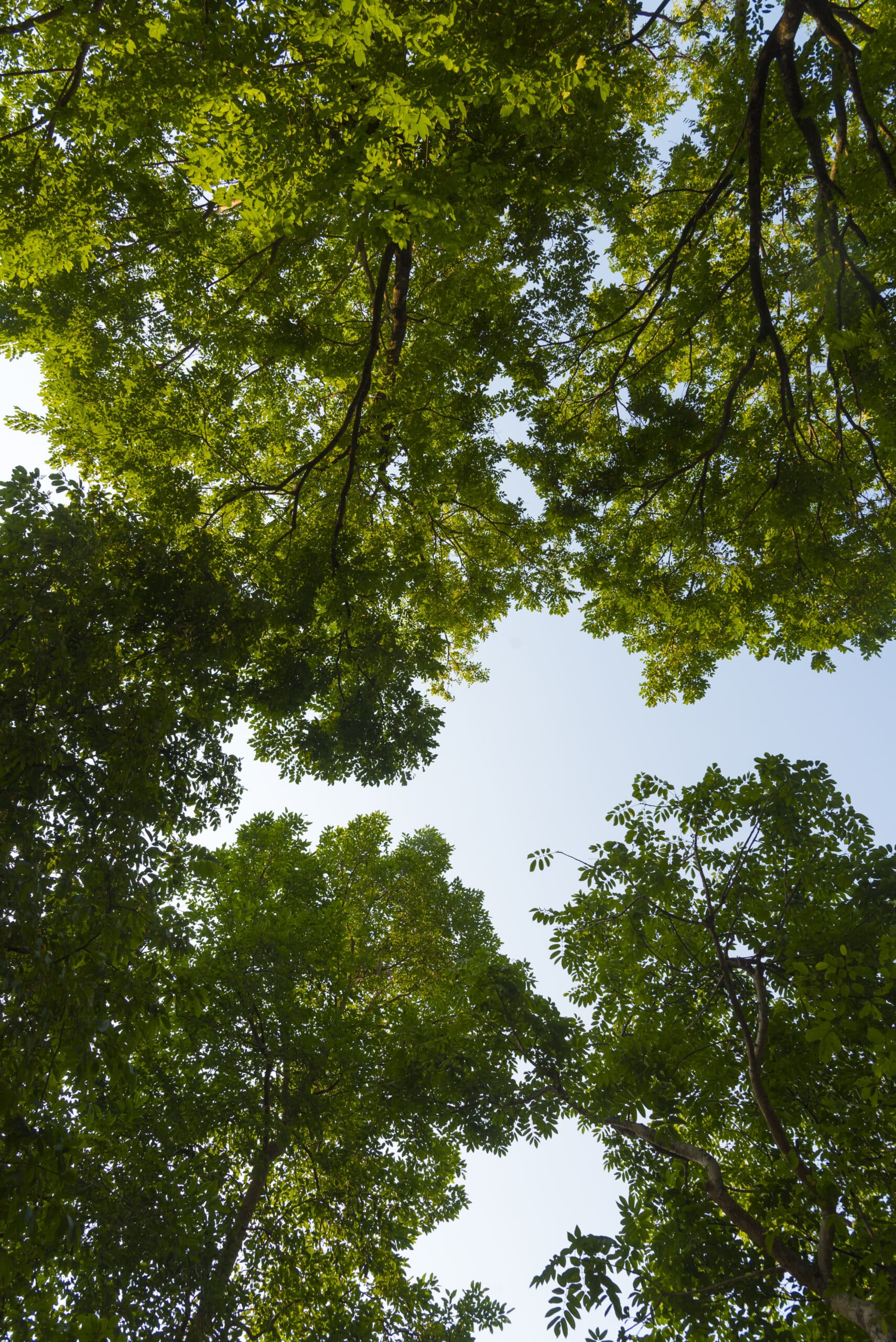 Looking up at the trees in a forest.