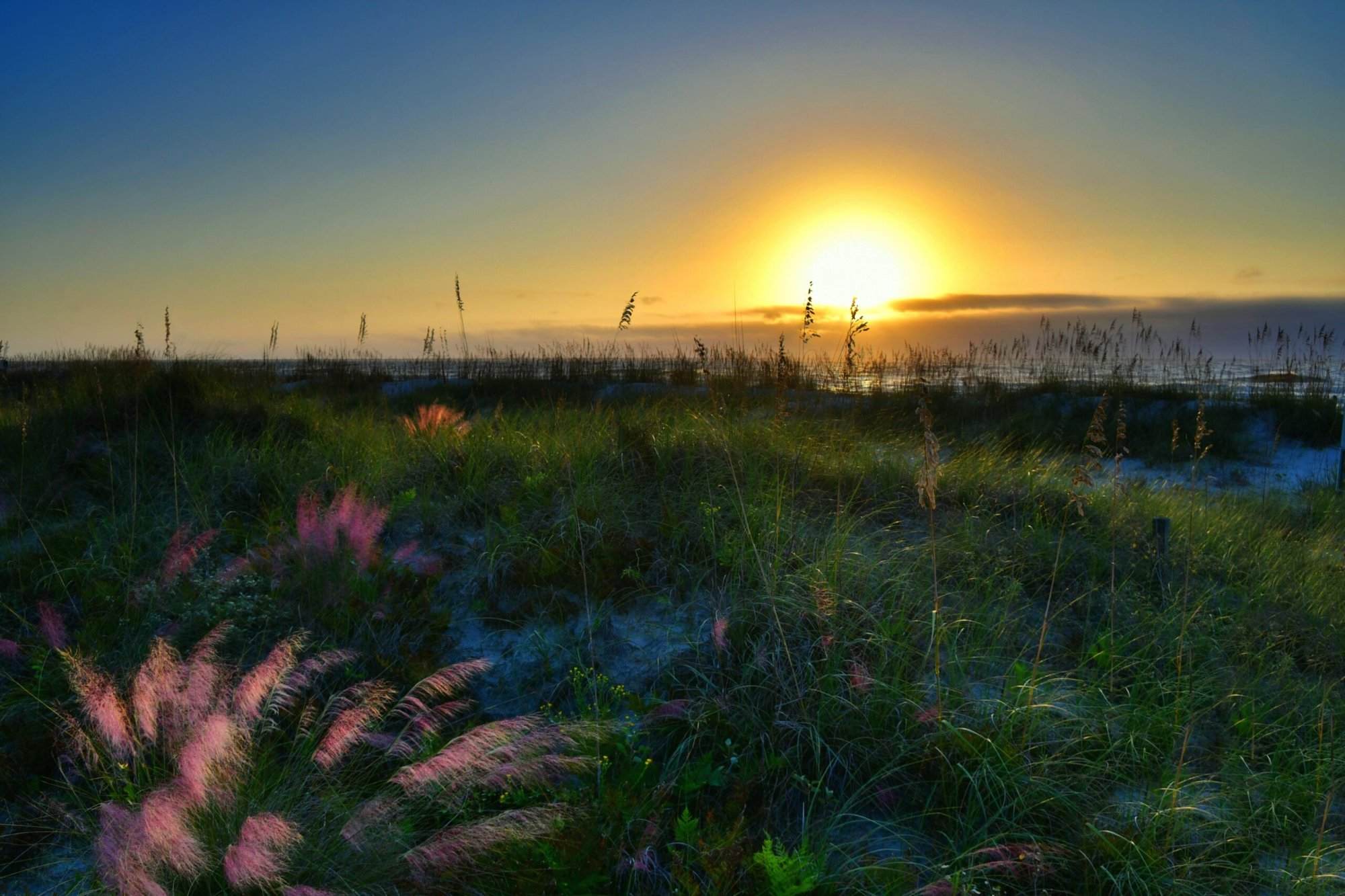 The sun is setting over a sand dunes and grasses.