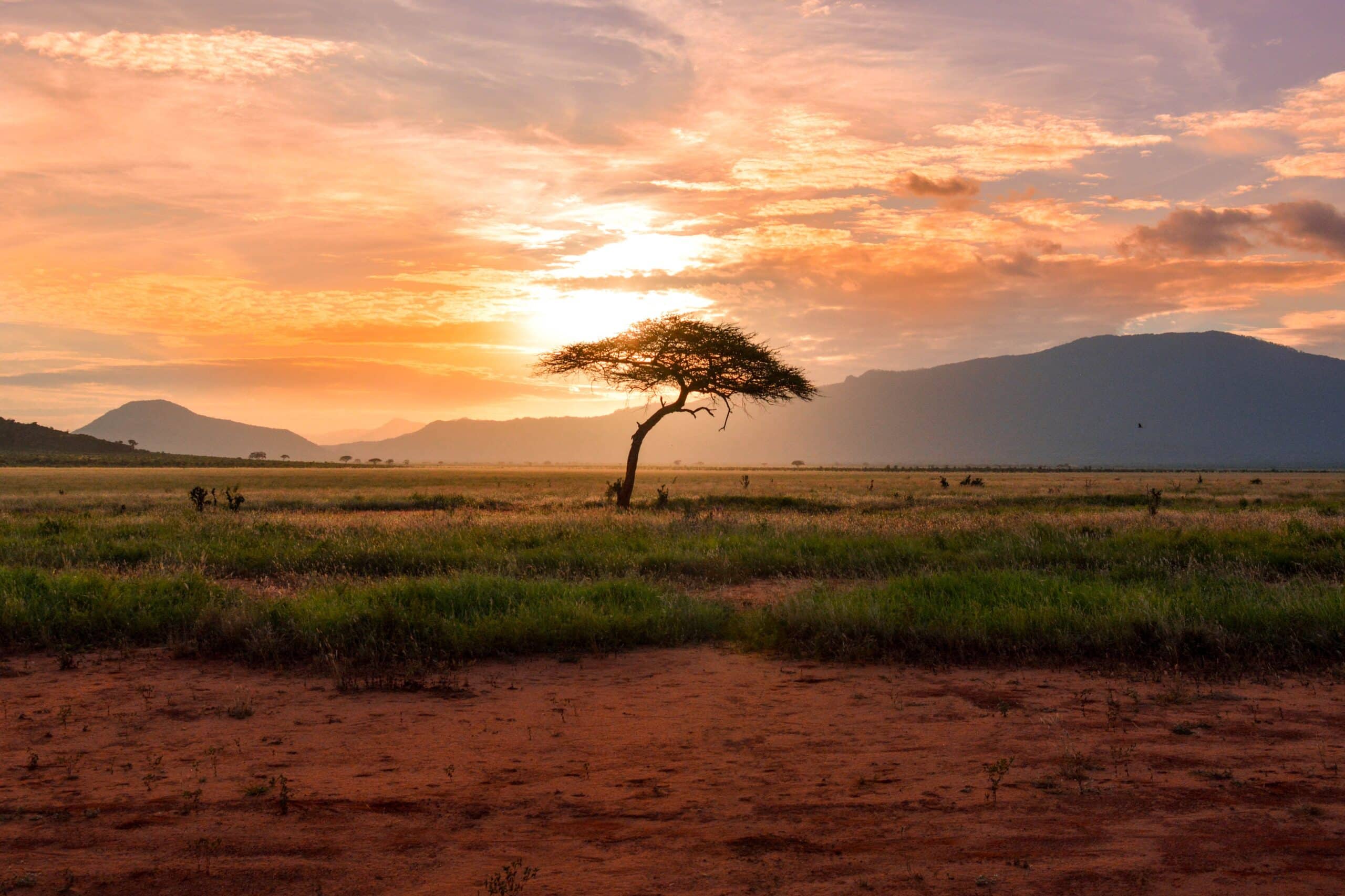 A lone tree in the middle of a field.