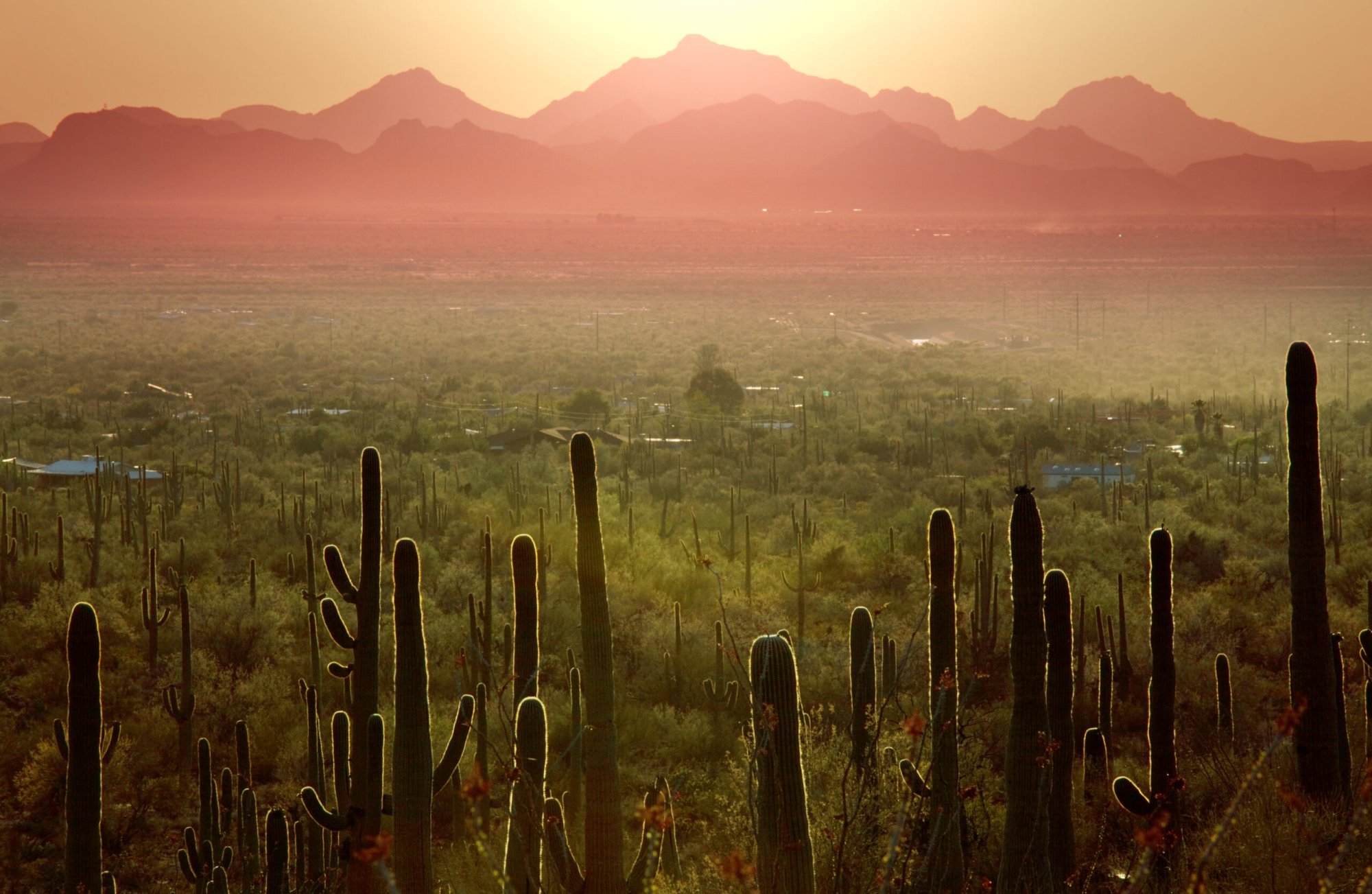 Sunset over saguaro cactus in arizona.