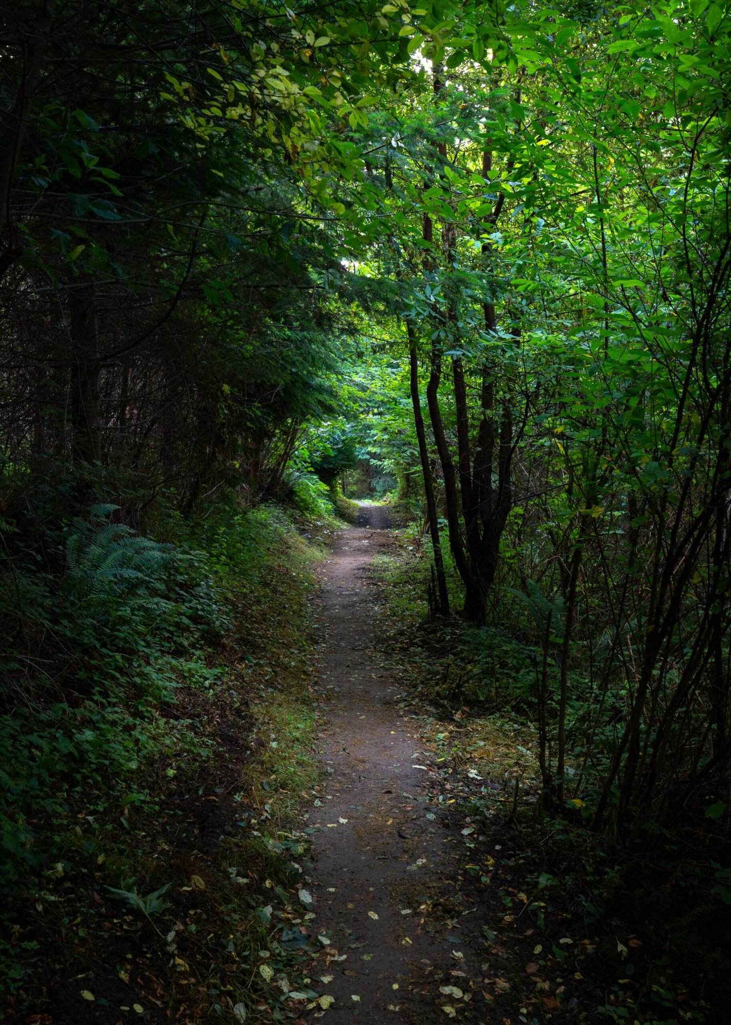 A path in the woods leading to a waterfall.