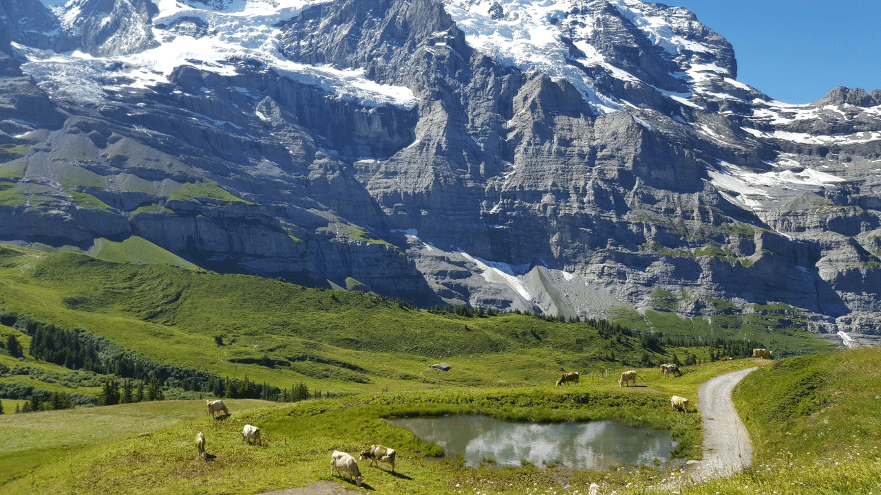 Cows graze near a small pond with majestic, snow-capped mountains in the background under a clear blue sky, reminiscent of the serene landscapes seen along the JungFrau Marathon route.